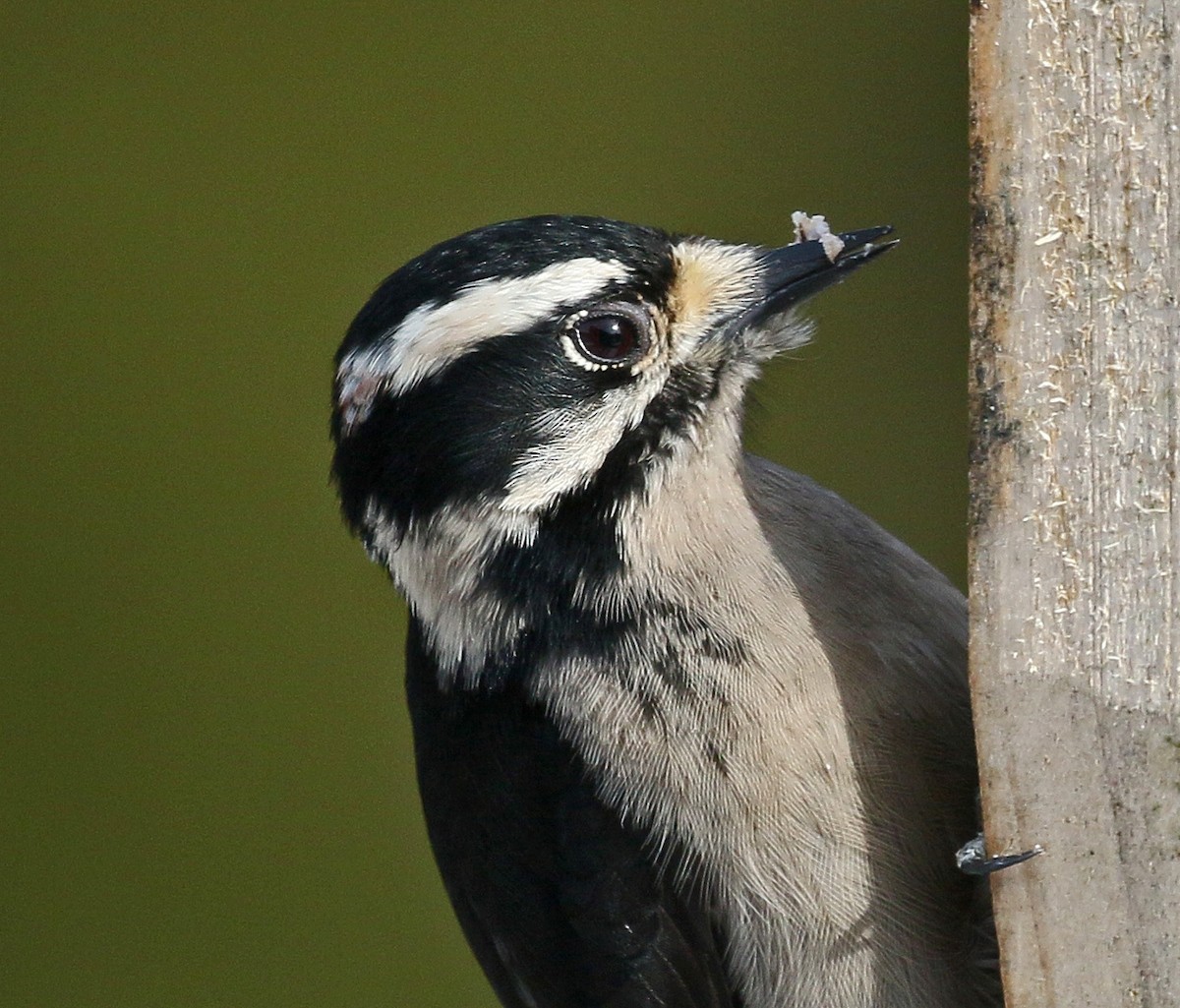 Downy Woodpecker - ML139513461