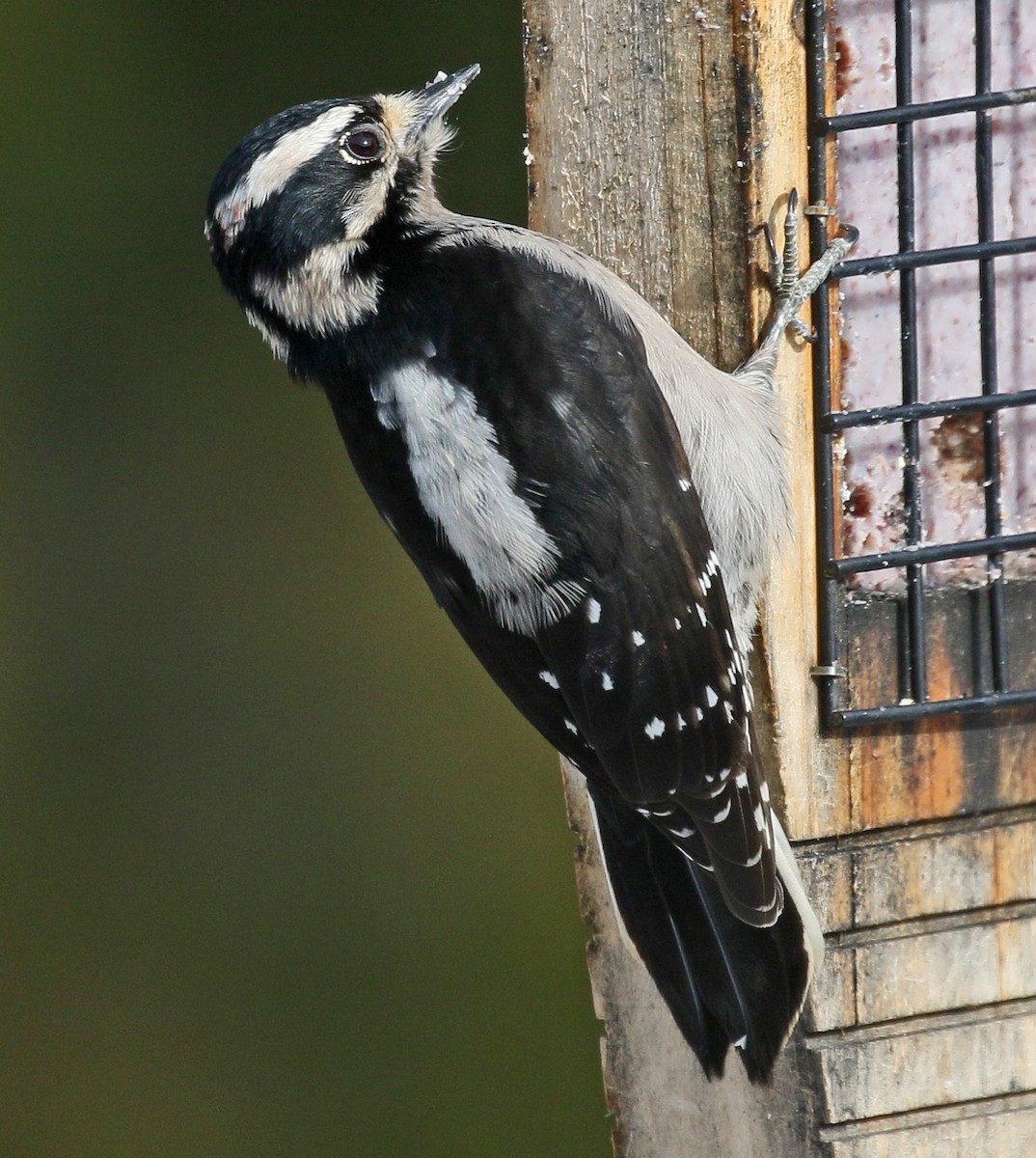 Downy Woodpecker - ML139513471