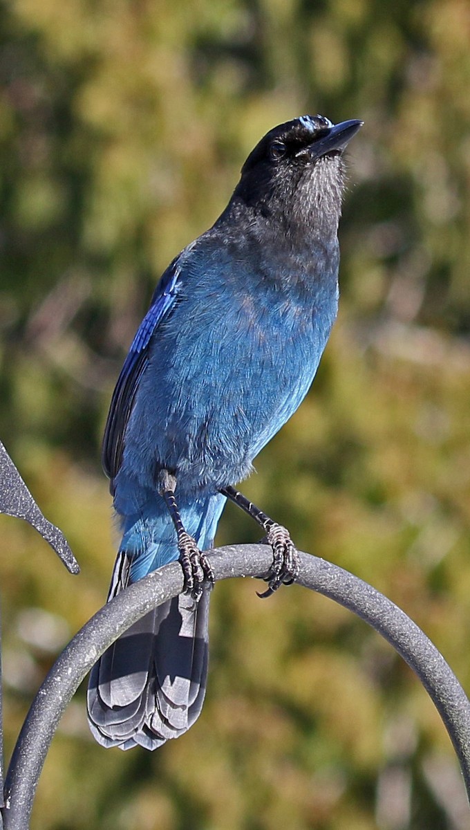 Steller's Jay - ML139513611