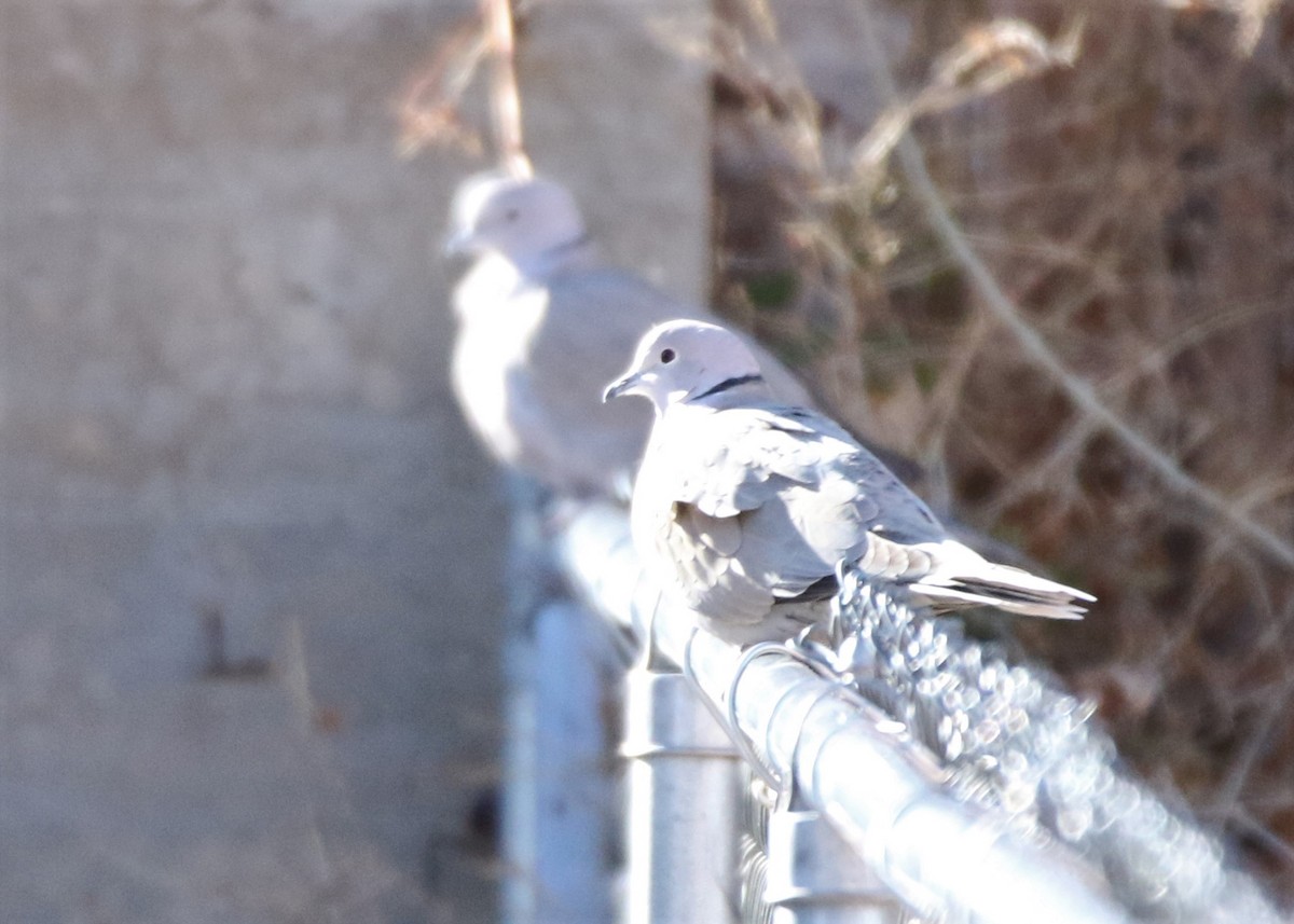 Eurasian Collared-Dove - ML139515021