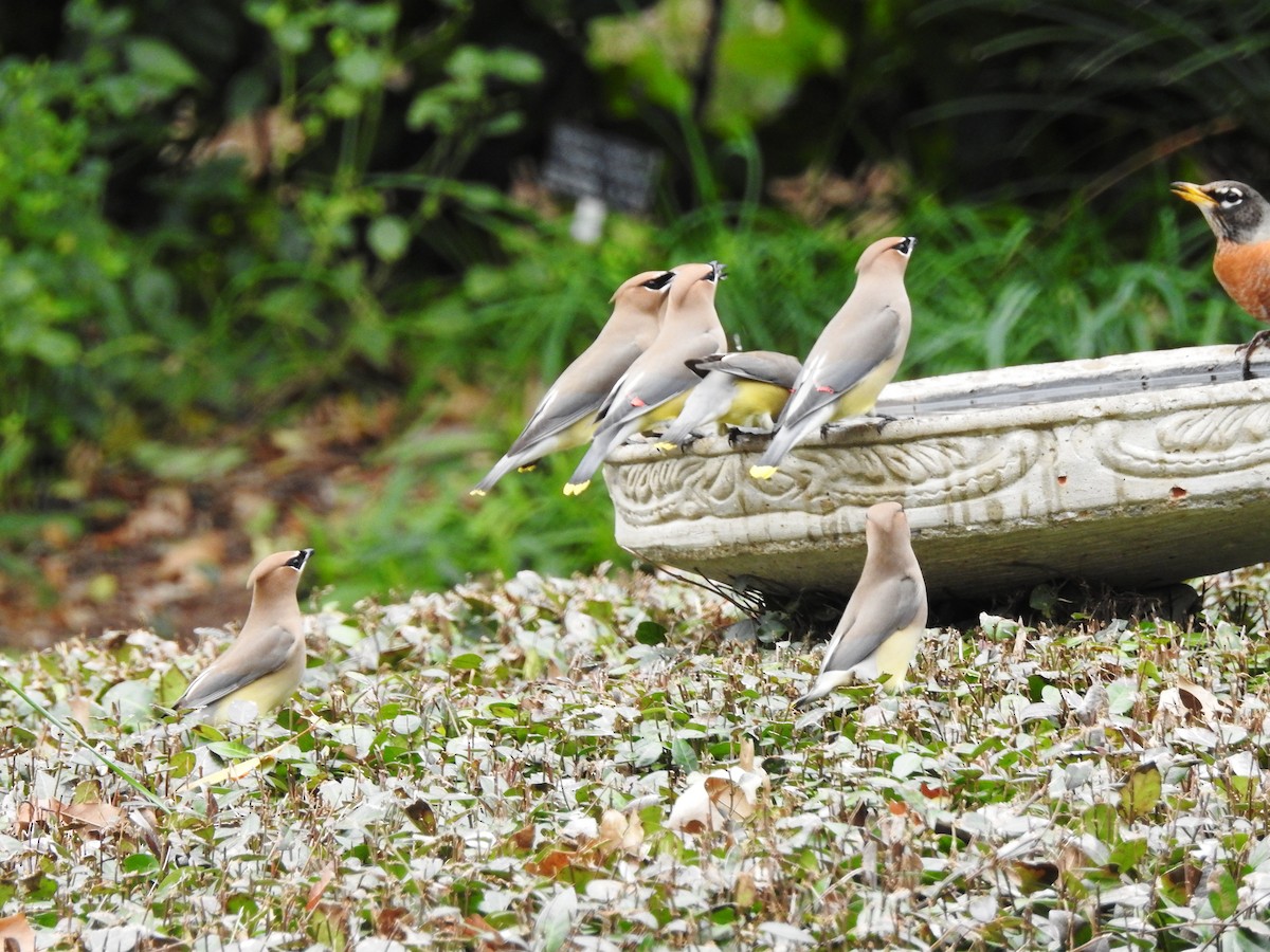 Cedar Waxwing - Bill Blauvelt