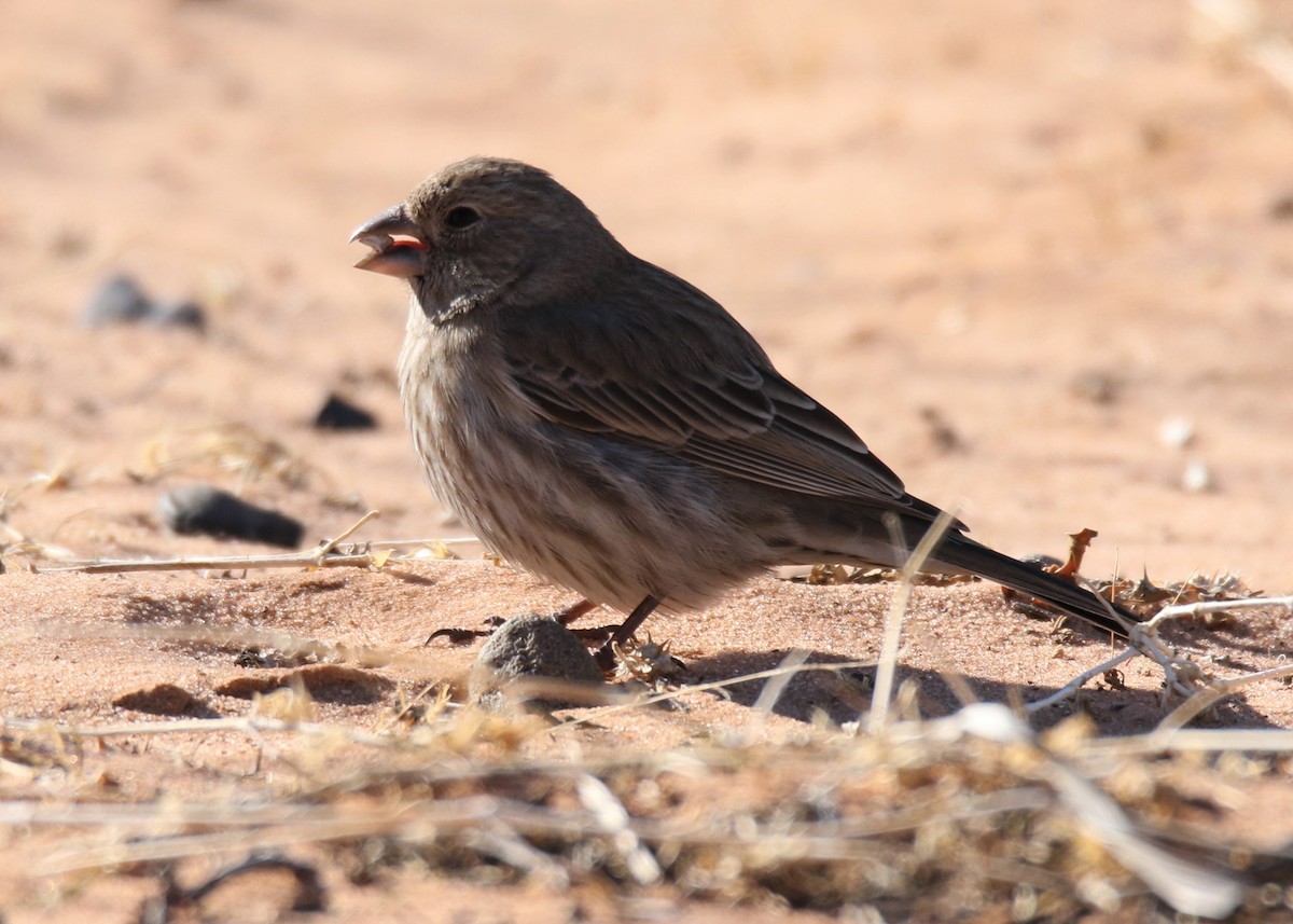 House Finch - ML139515201