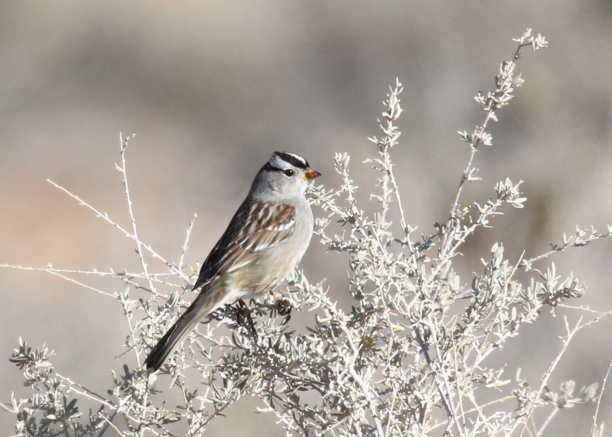 White-crowned Sparrow - ML139515241
