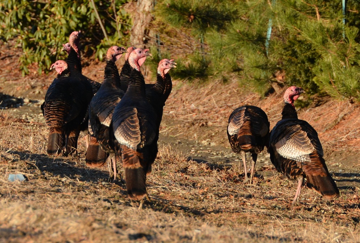 Wild Turkey - Melissa Barker