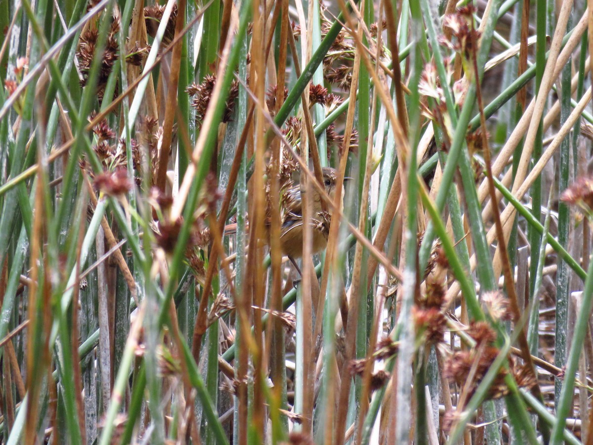 Wren-like Rushbird - Fernando León Llanos