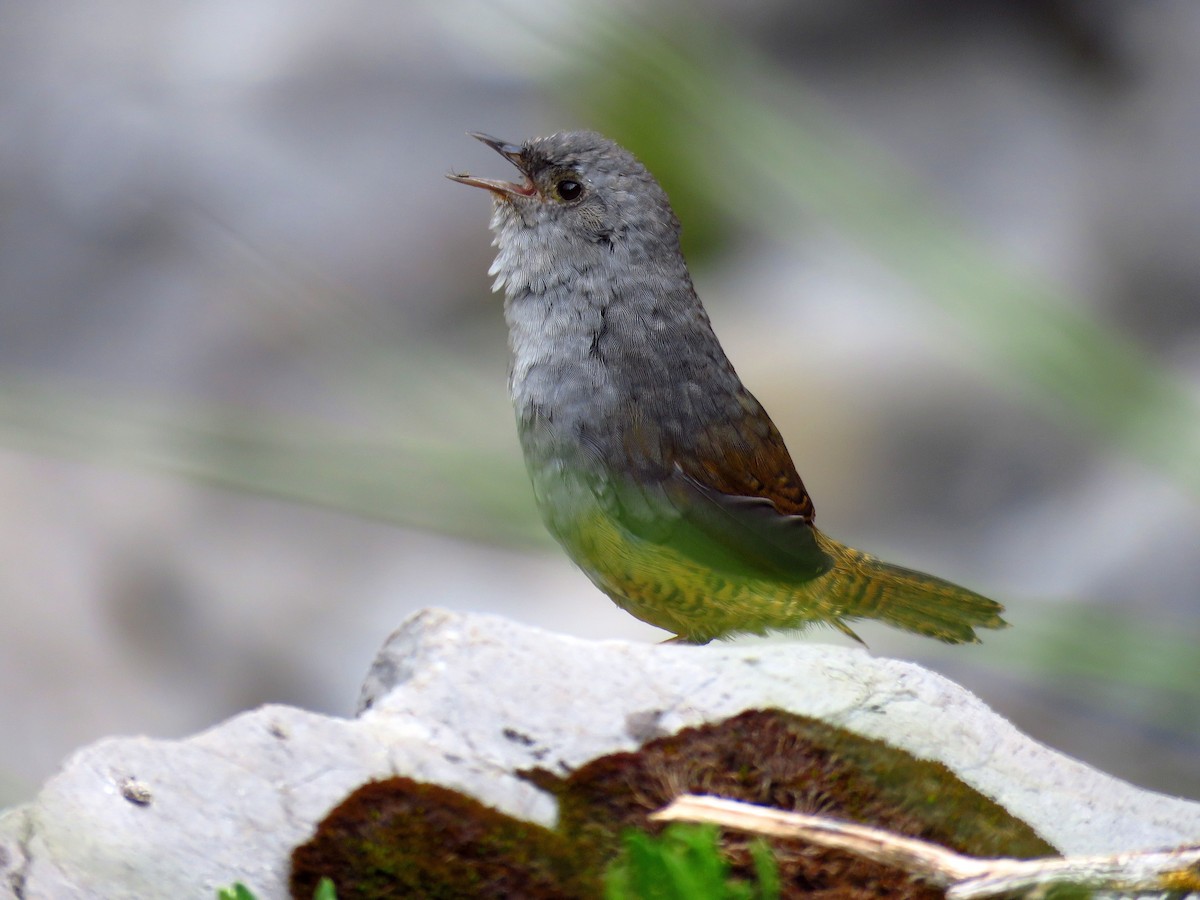 Ancash Tapaculo - ML139518161