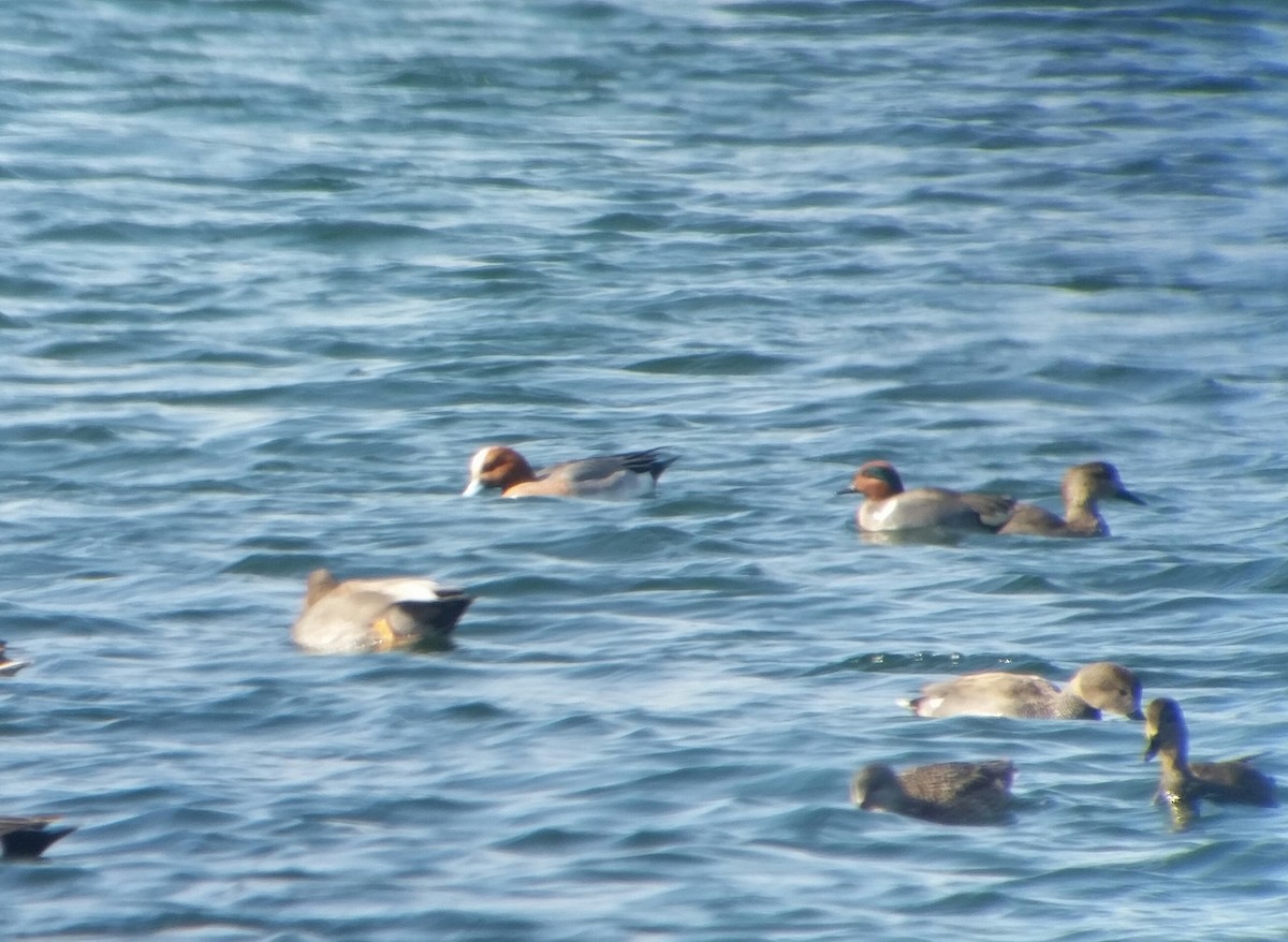 Eurasian Wigeon - ML139518201