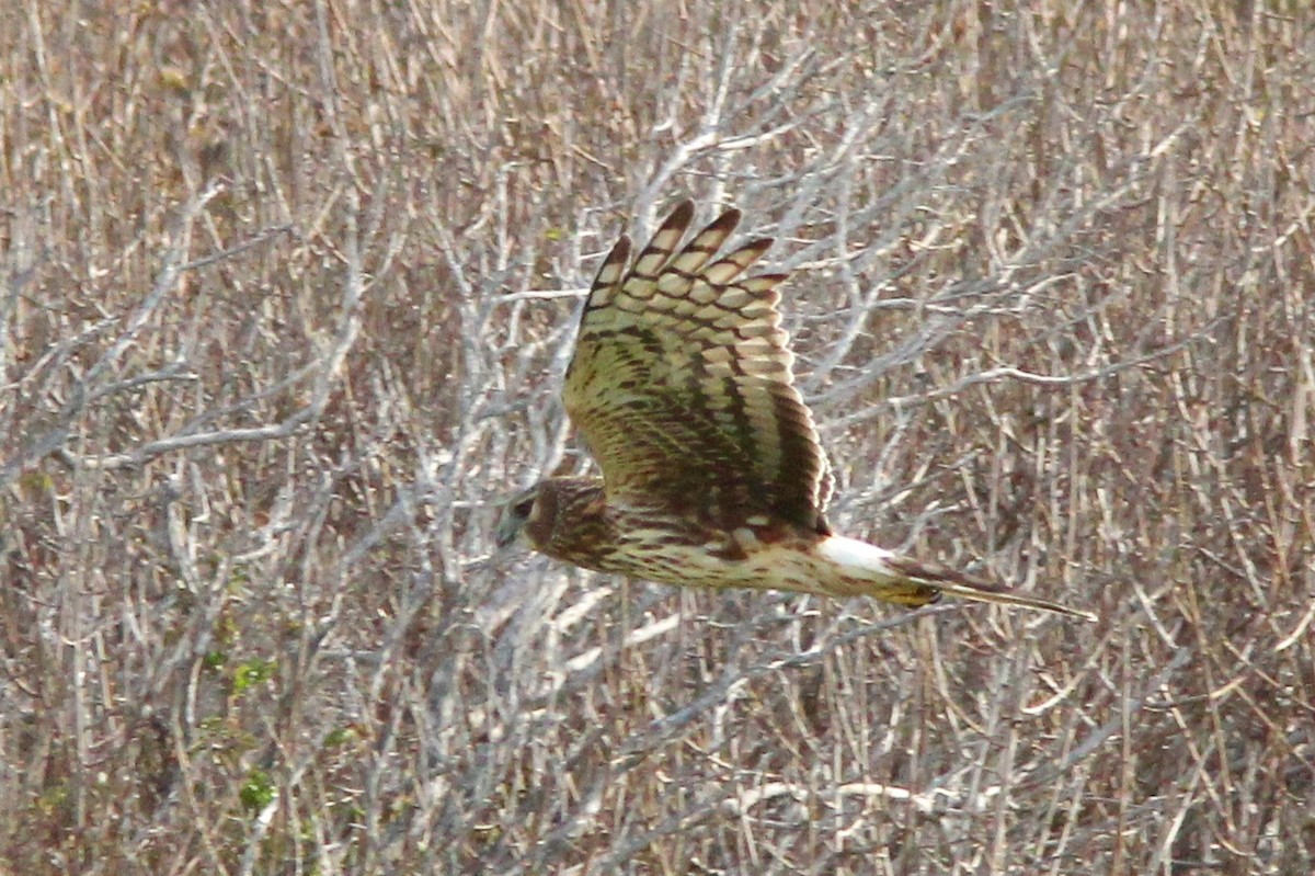 Northern Harrier - ML139519451