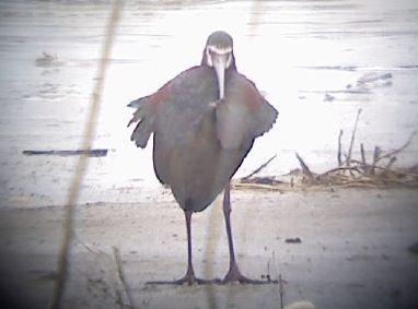 White-faced Ibis - ML139519481