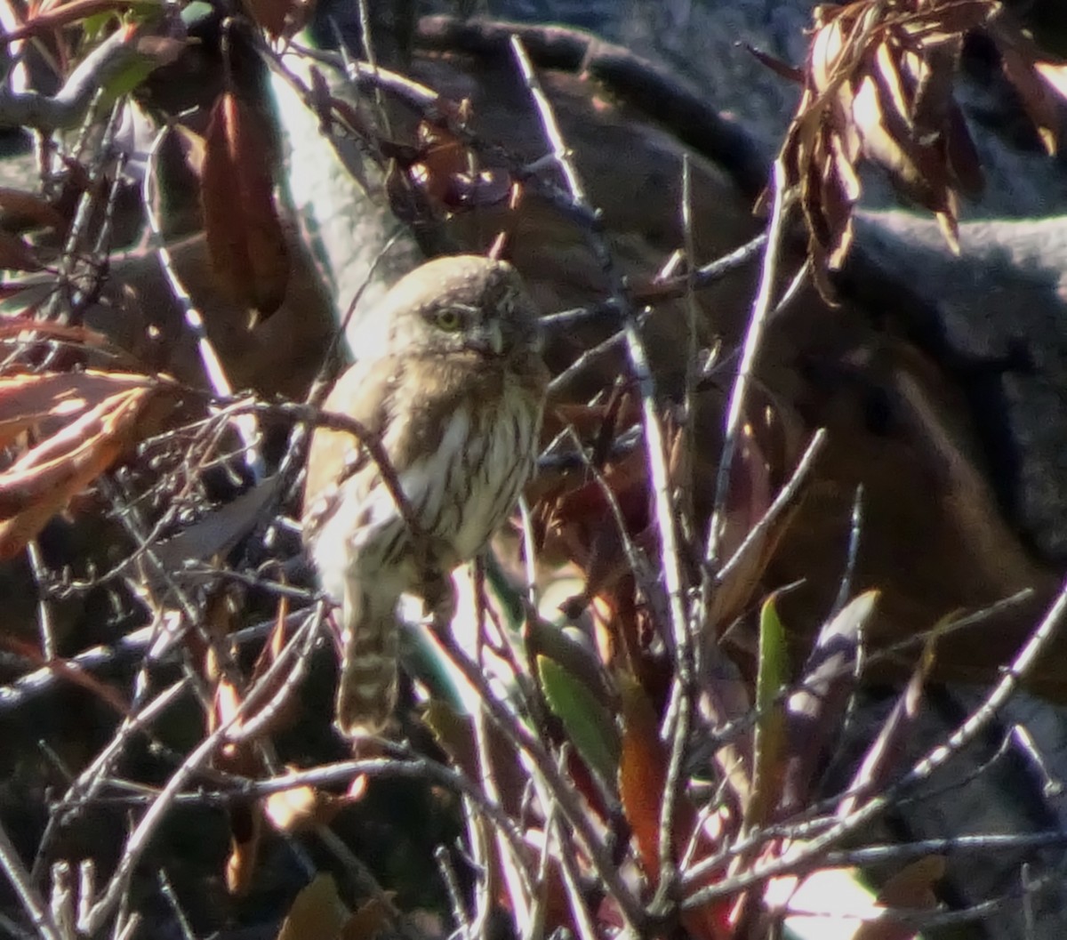 Northern Pygmy-Owl - ML139520491