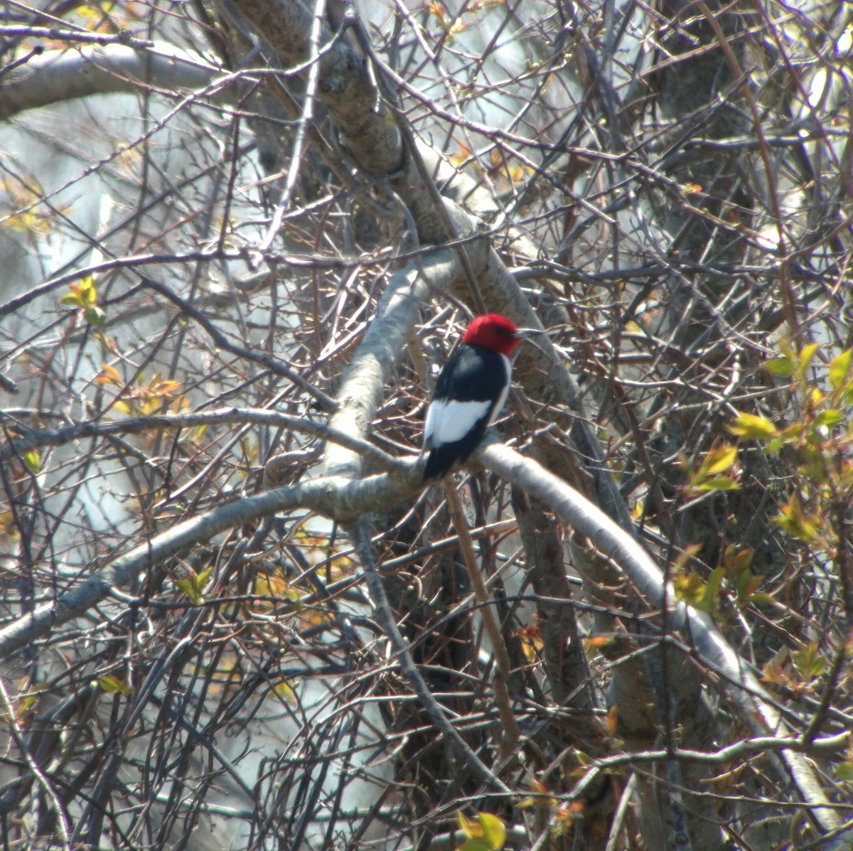 Red-headed Woodpecker - ML139521601
