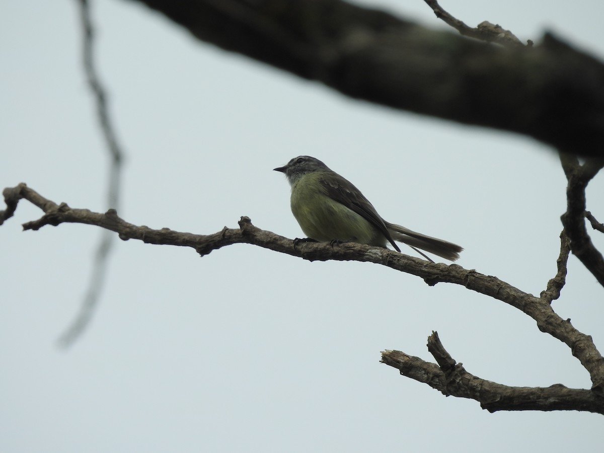 Yungas Tyrannulet - ML139522261