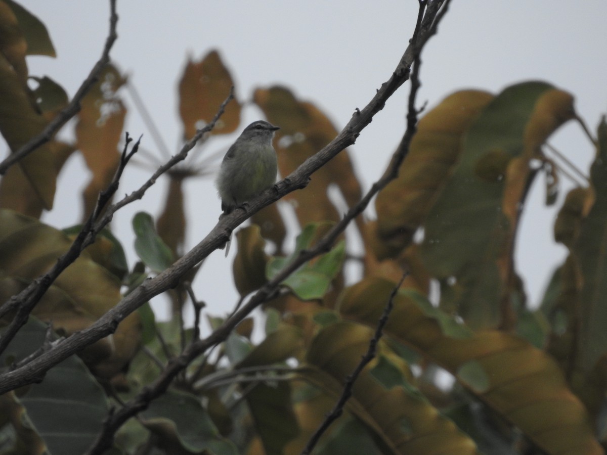 Yungas Tyrannulet - ML139522271