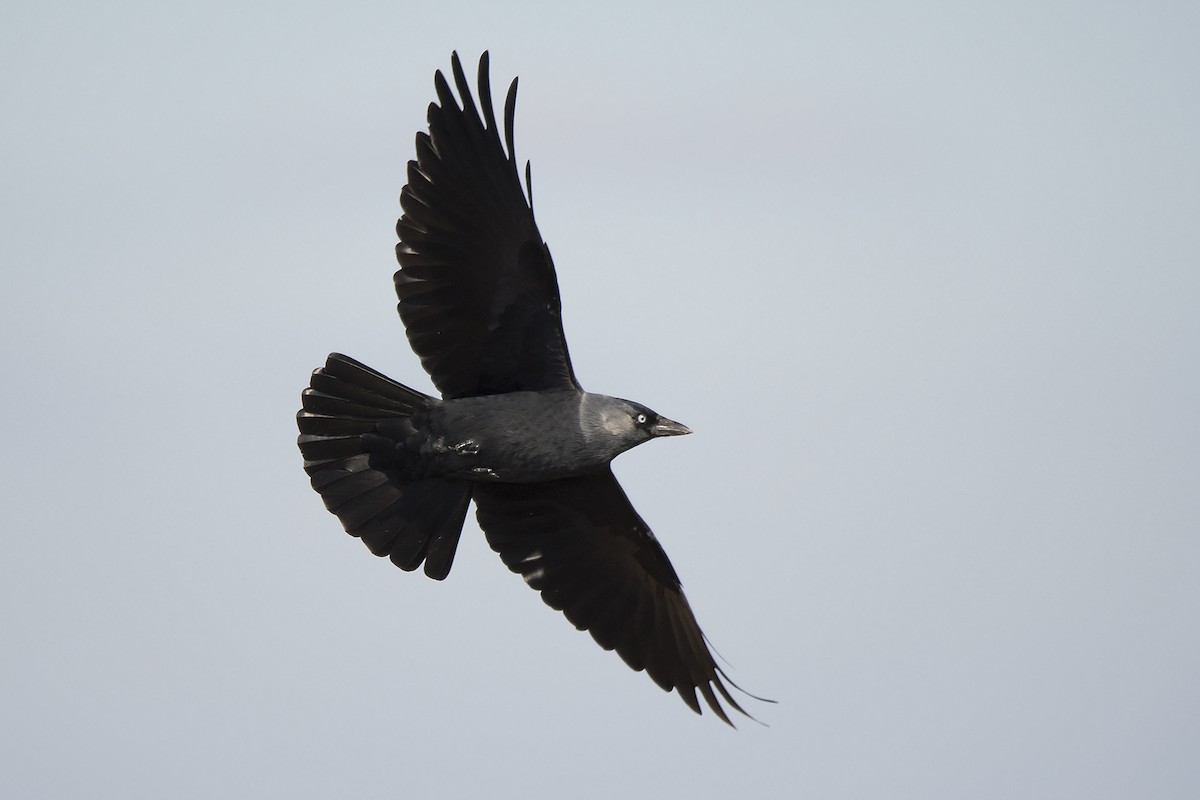 Eurasian Jackdaw - ML139523201