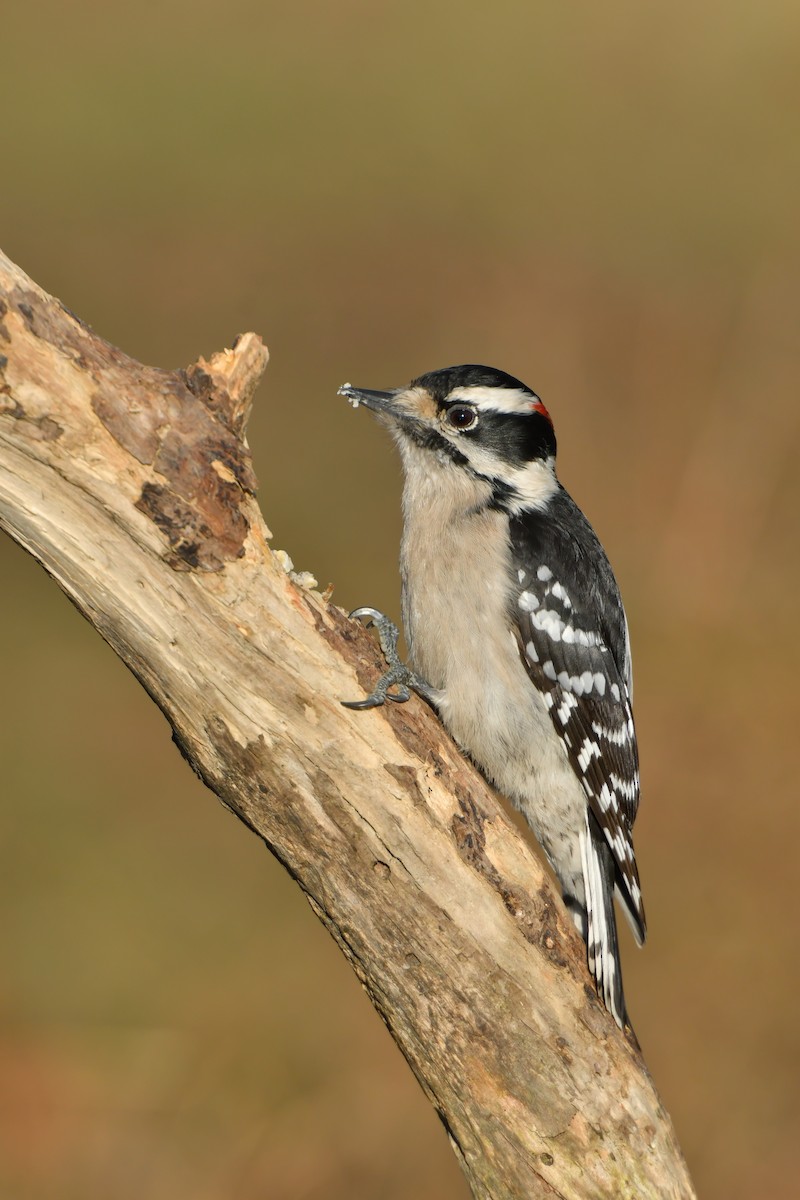 Downy Woodpecker (Eastern) - Jonathan Irons