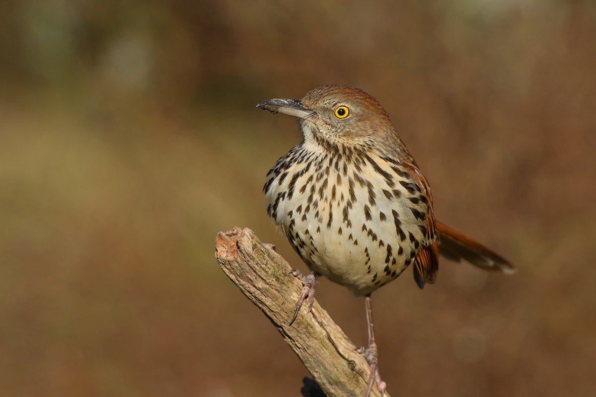 Brown Thrasher - ML139528261