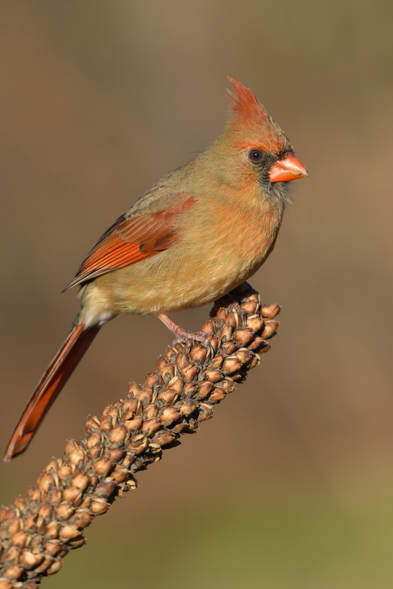 Northern Cardinal - ML139528481