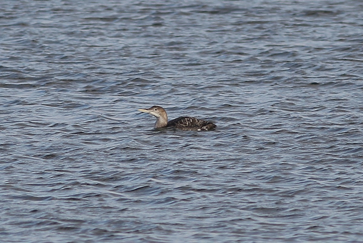 Yellow-billed Loon - ML139528781