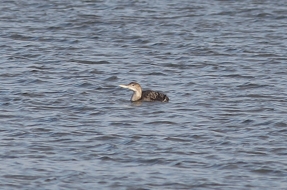 Yellow-billed Loon - ML139528821