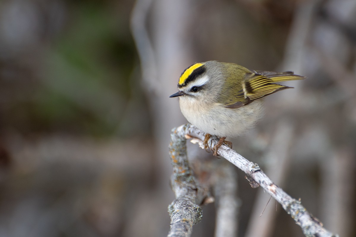 Golden-crowned Kinglet - ML139529571