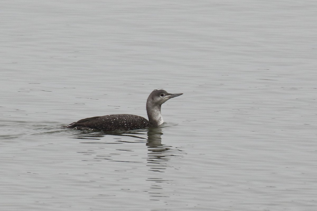 Red-throated Loon - Joe Wing