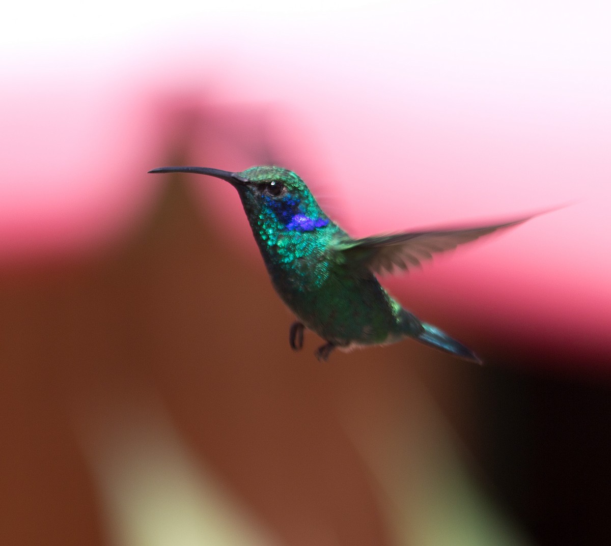 kolibřík modrouchý - ML139530891