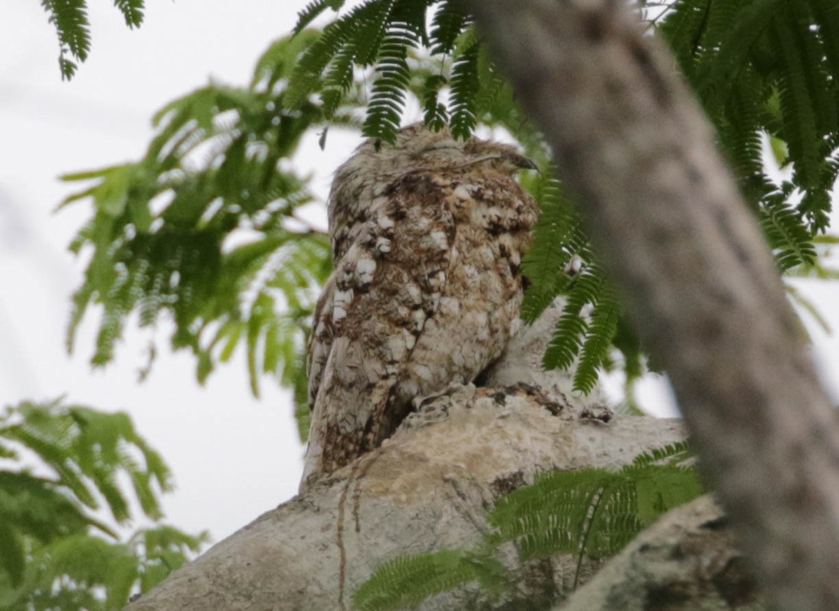 Great Potoo - Robert Bochenek