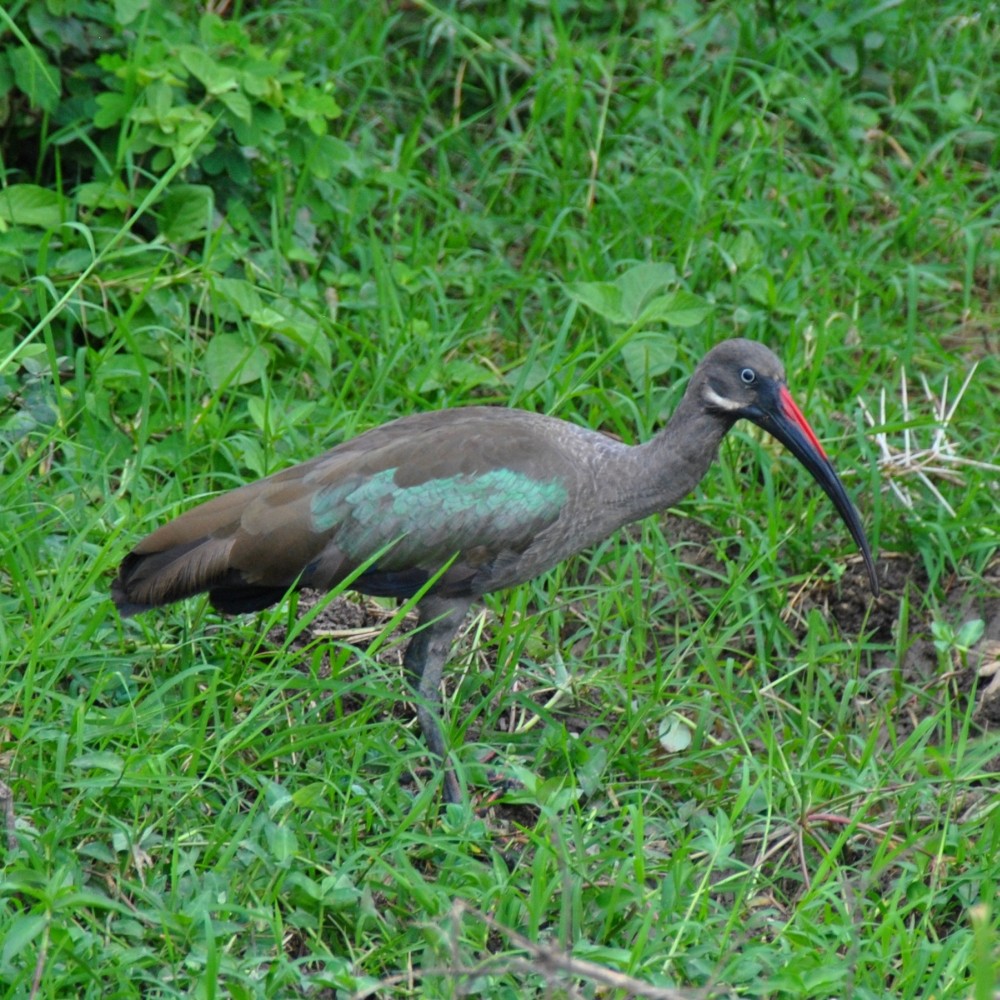 Ibis Hadada - ML139536341