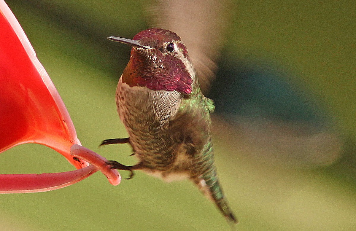 Anna's Hummingbird - ML139537051