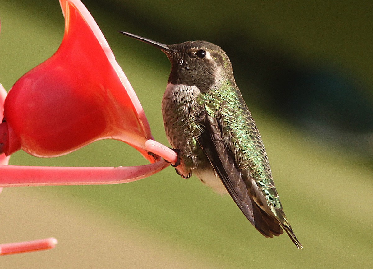 Anna's Hummingbird - ML139537061