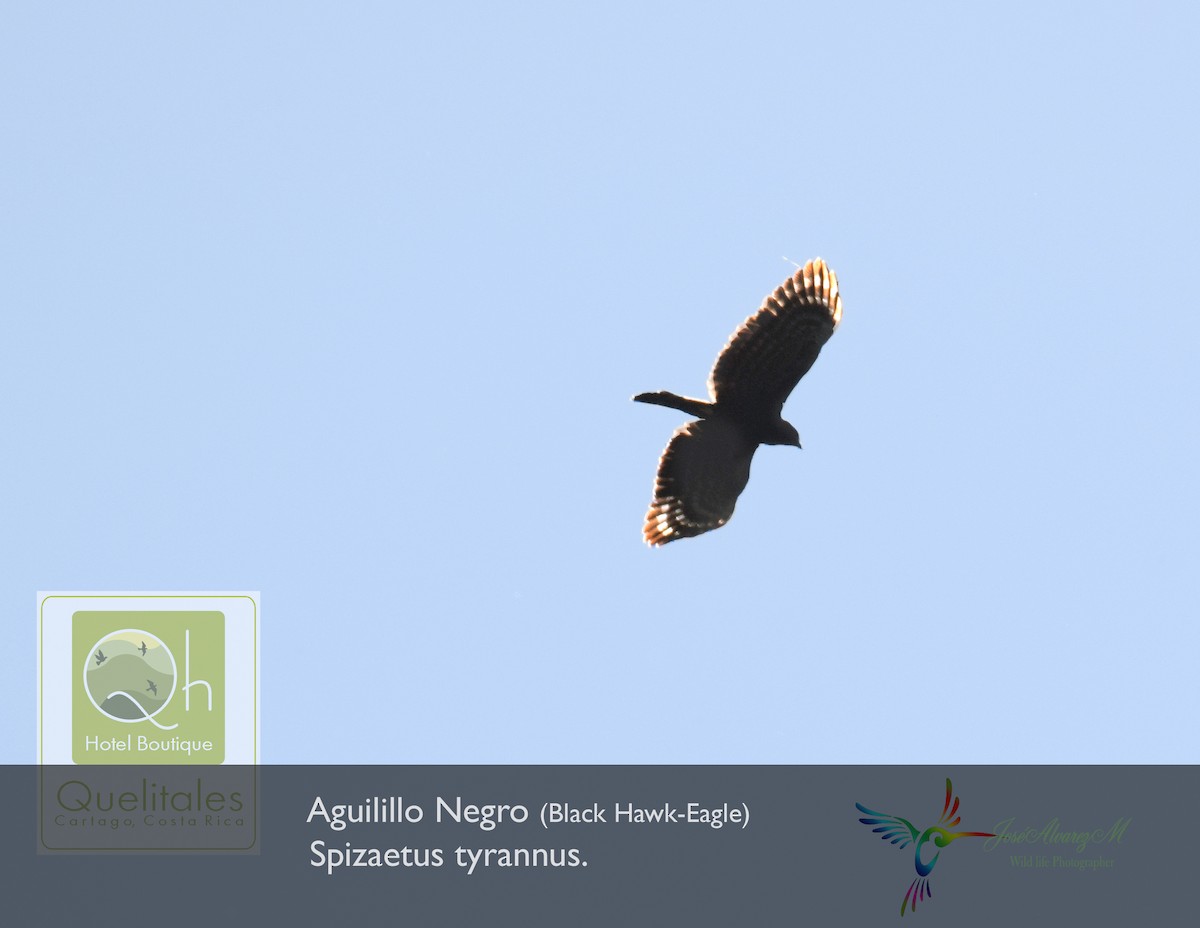 Águila Negra - ML139537541