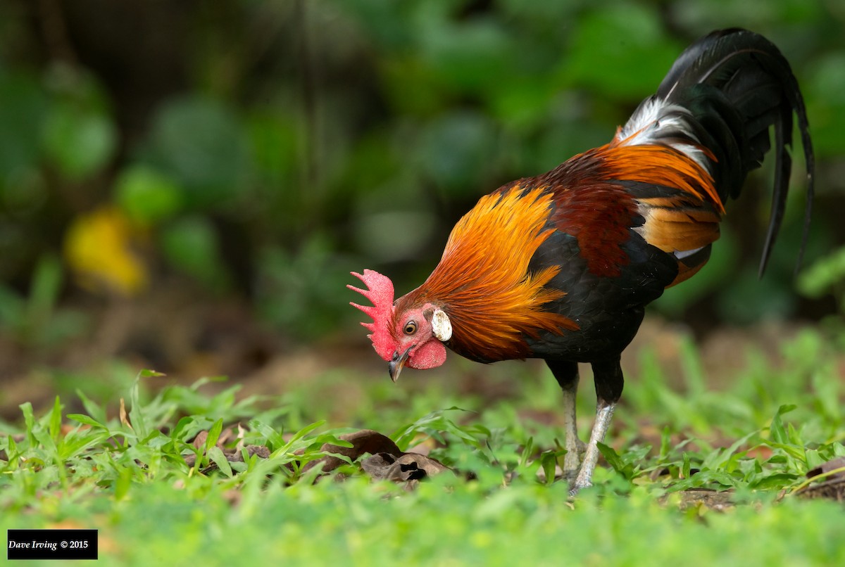 Red Junglefowl - David Irving