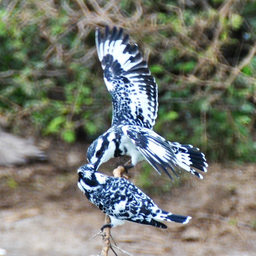 Pied Kingfisher - ML139537651