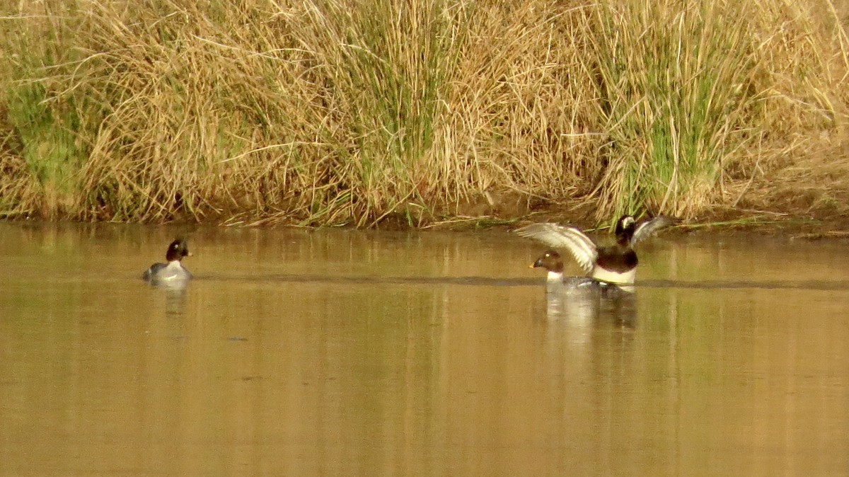 Greater Scaup - ML139537891