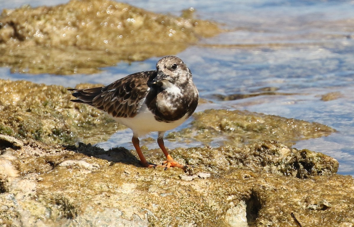 Ruddy Turnstone - ML139538161