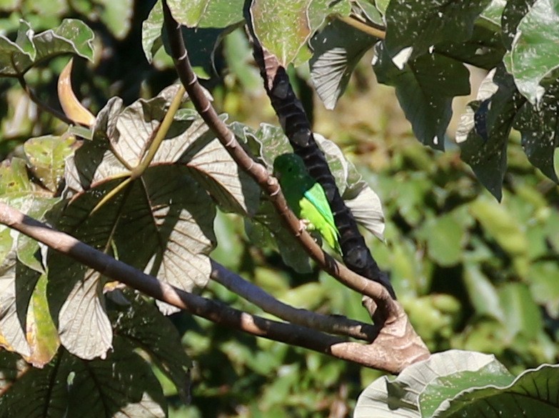 Yeşil Sokumlu Serçe Papağanı - ML139538481