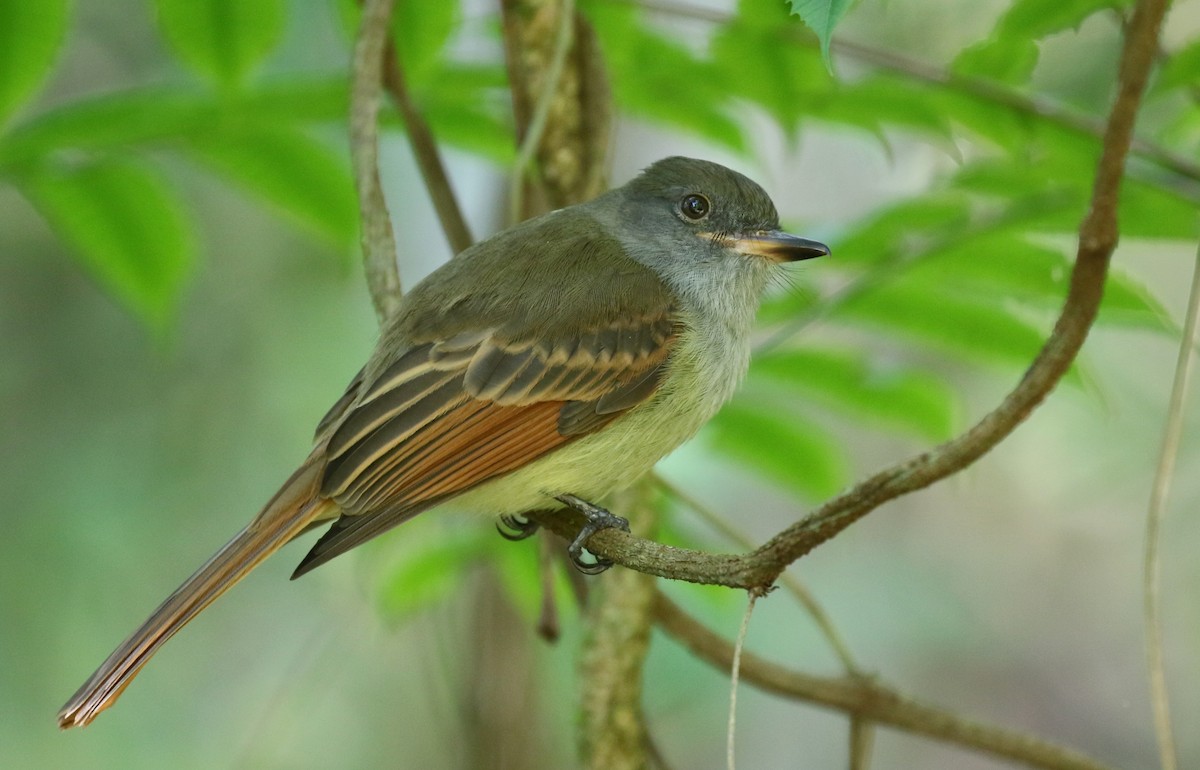 Rufous-tailed Flycatcher - ML139538731