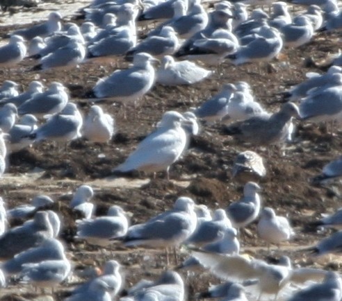 Glaucous Gull - ML139541431