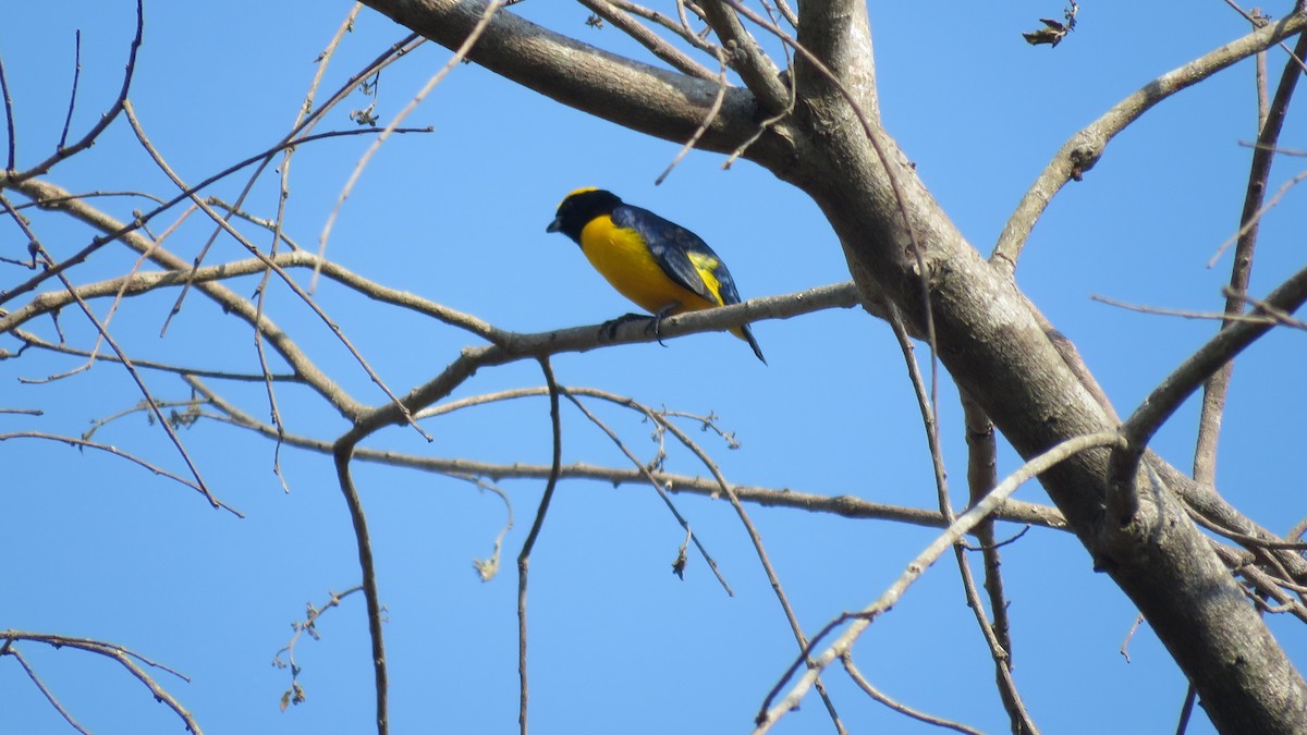 Trinidad Euphonia - ML139541641