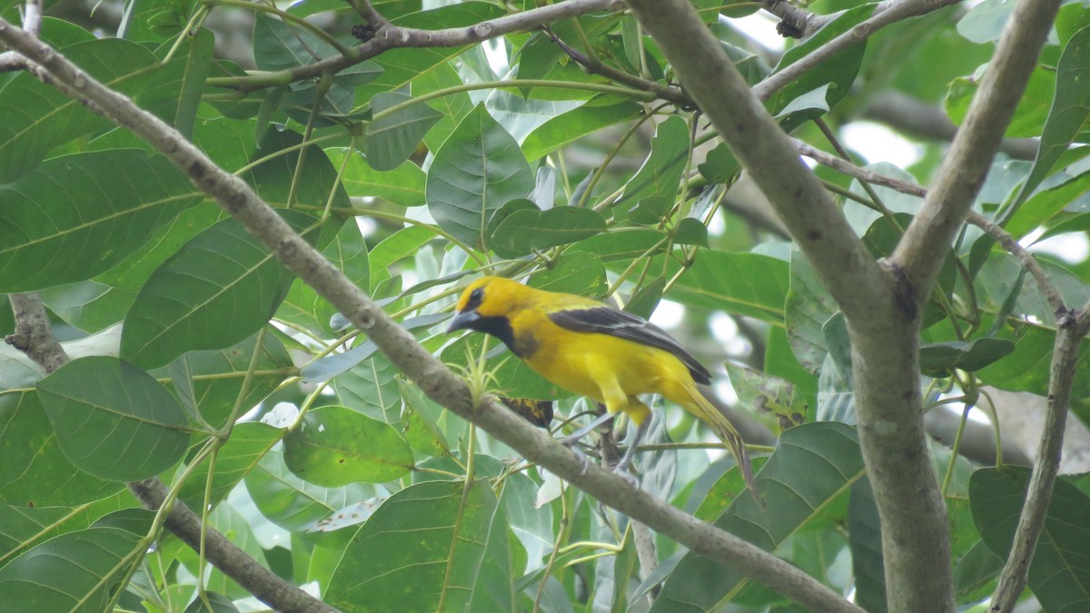 Yellow Oriole - ML139541951