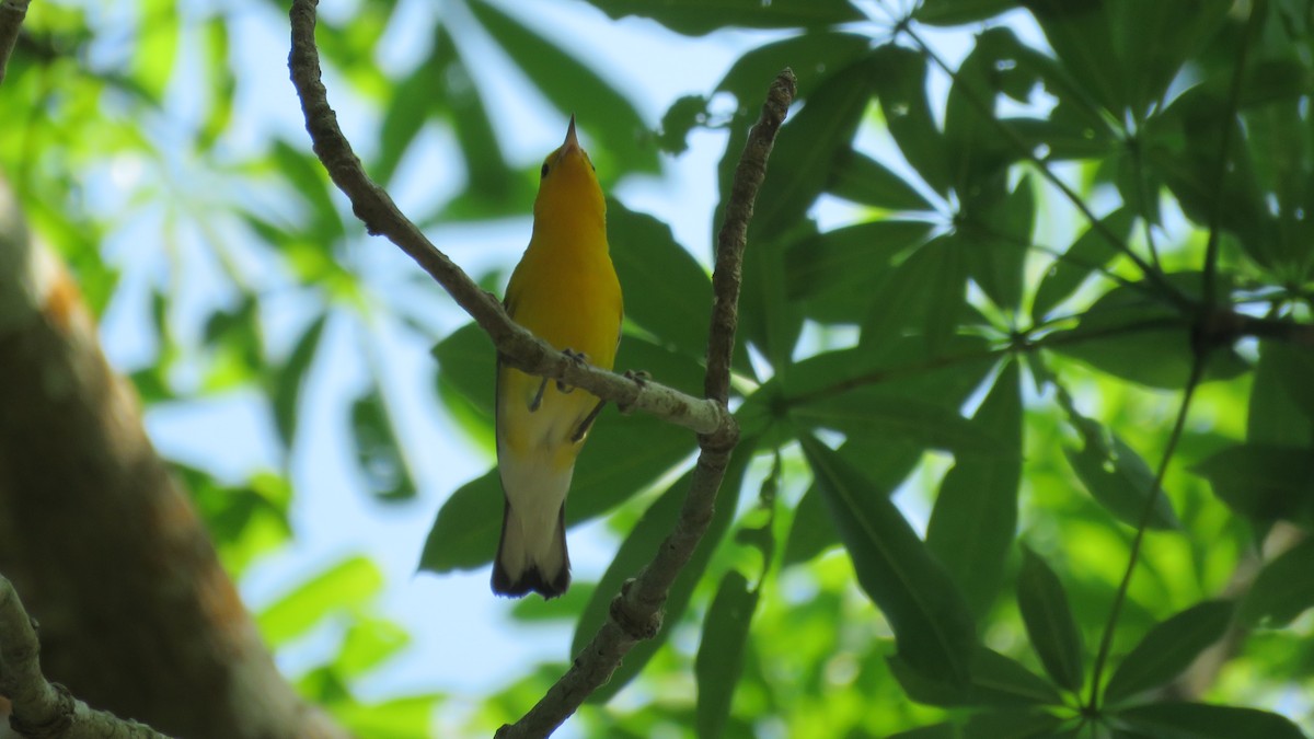 Prothonotary Warbler - ML139542001