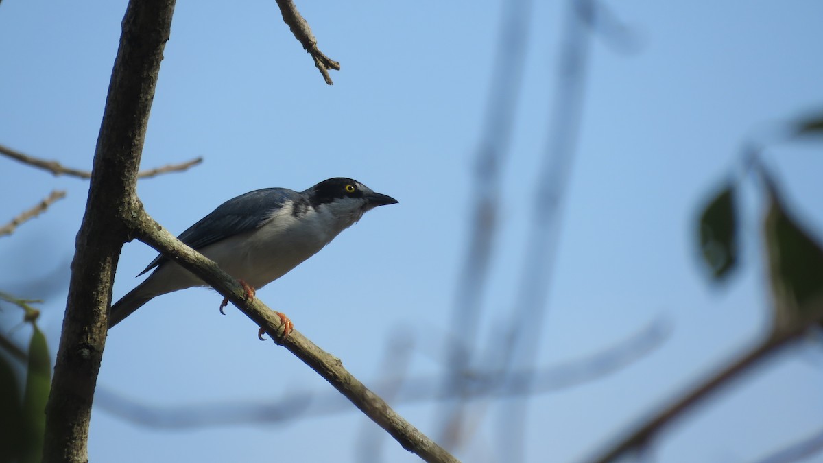 Hooded Tanager - ML139542141