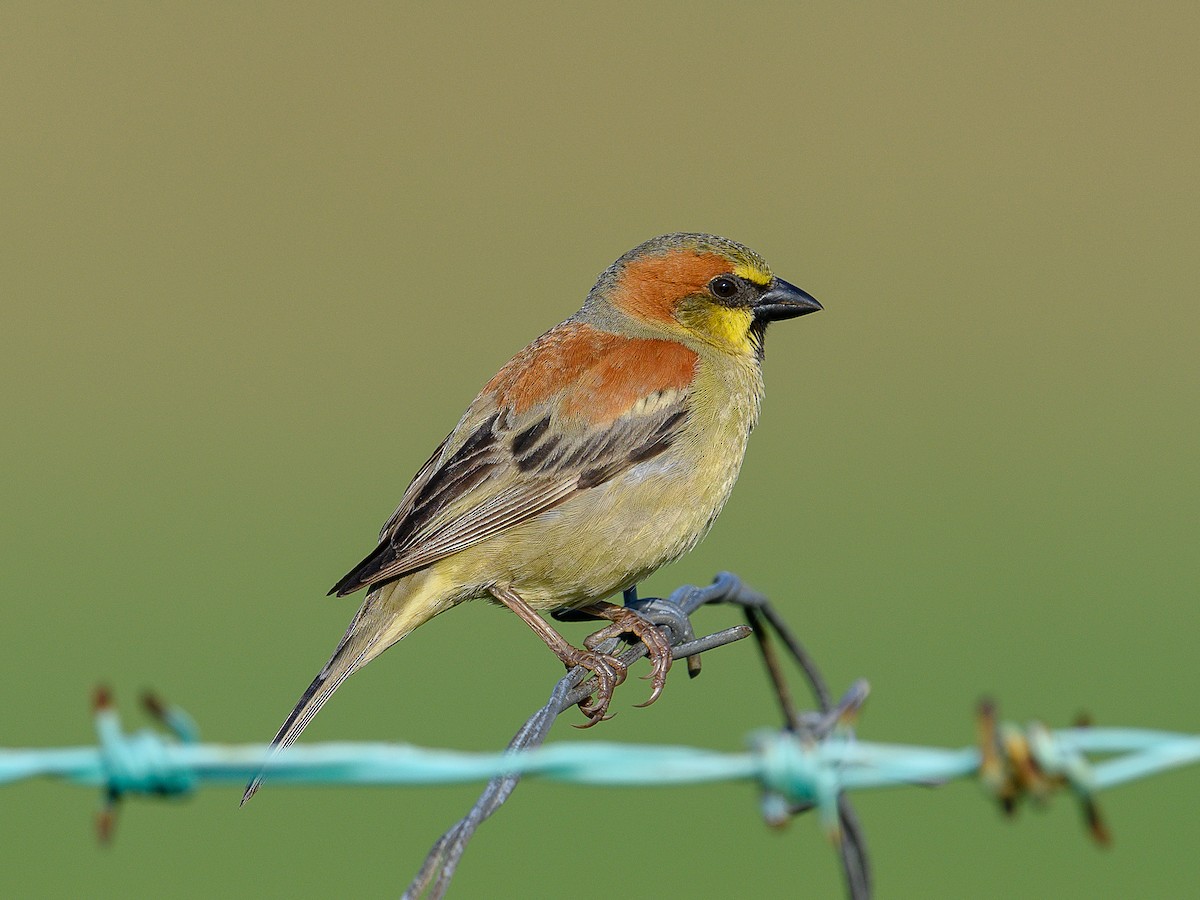 Plain-backed Sparrow - ML139542981