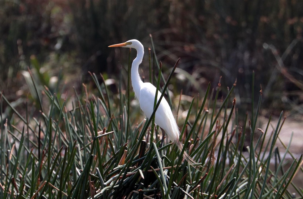 Plumed Egret - ML139543731