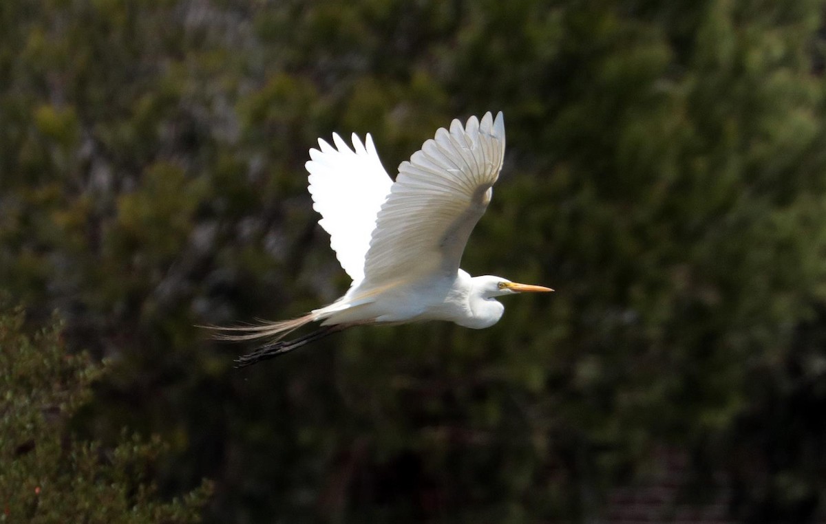 volavka půvabná - ML139543821