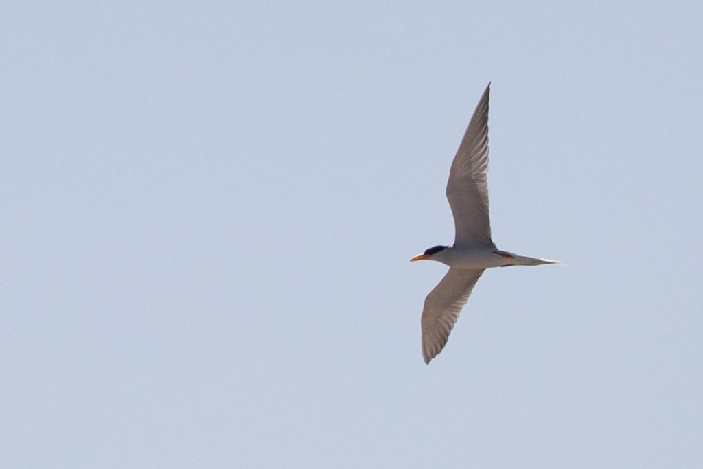 River Tern - ML139544481