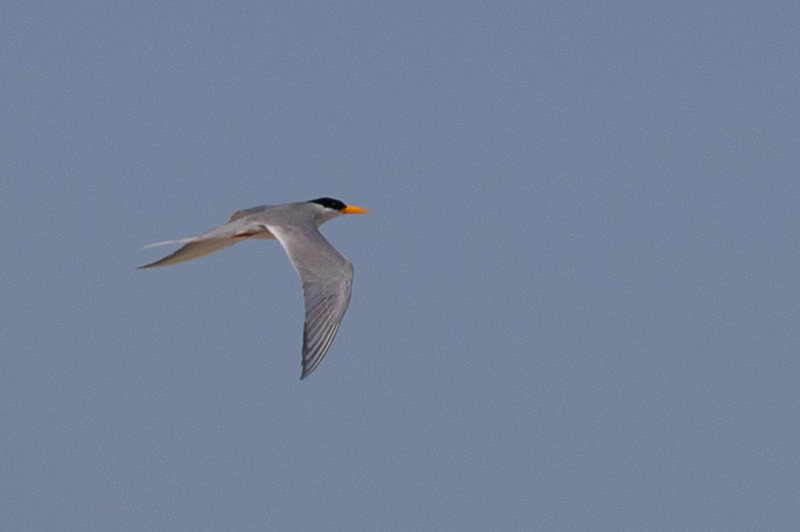 River Tern - Robert Tizard