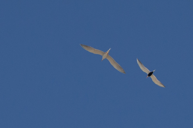 River Tern - Robert Tizard