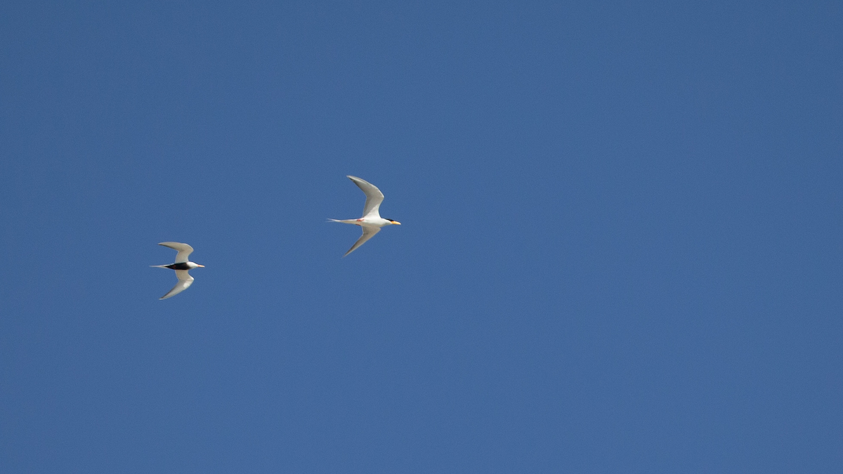 River Tern - Robert Tizard