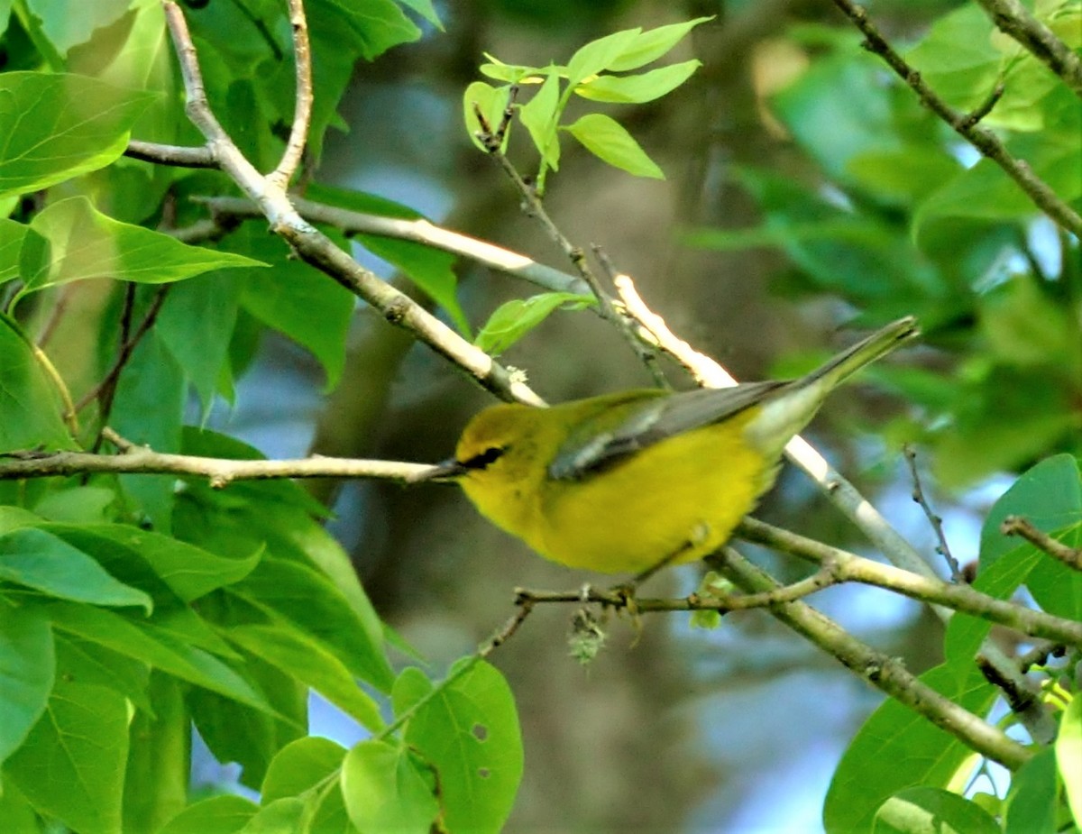 Blauflügel-Waldsänger - ML139545911